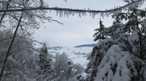 Aussicht vom Wald