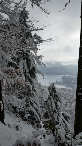 Winterwald